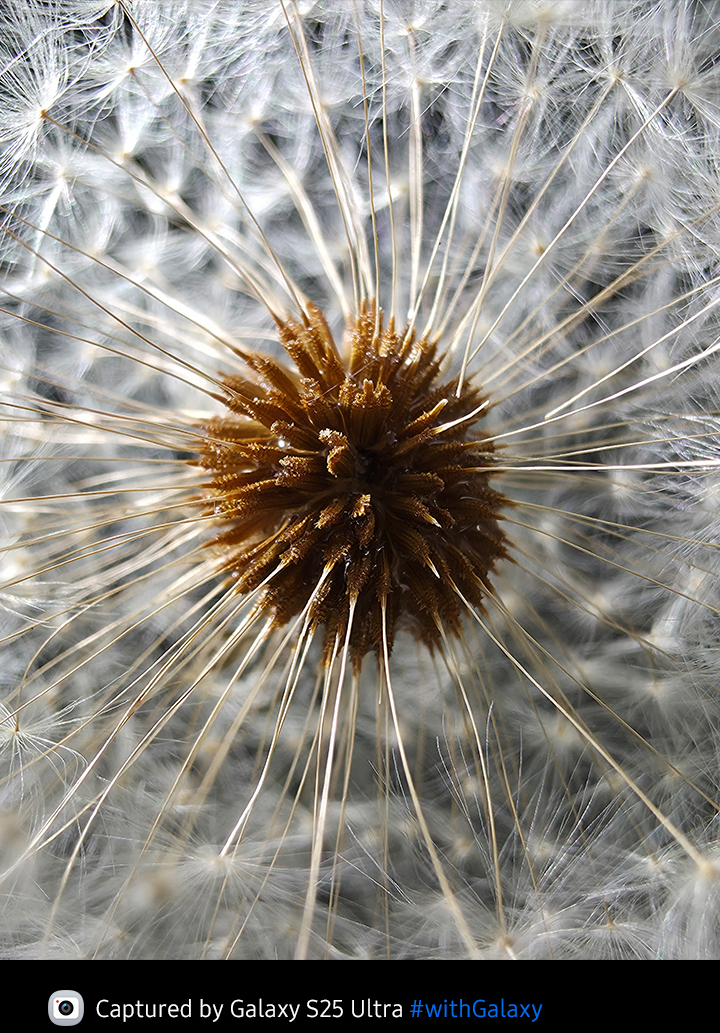 Macro close up of a matured dandelion. The flower's seeds are clear and detailed.